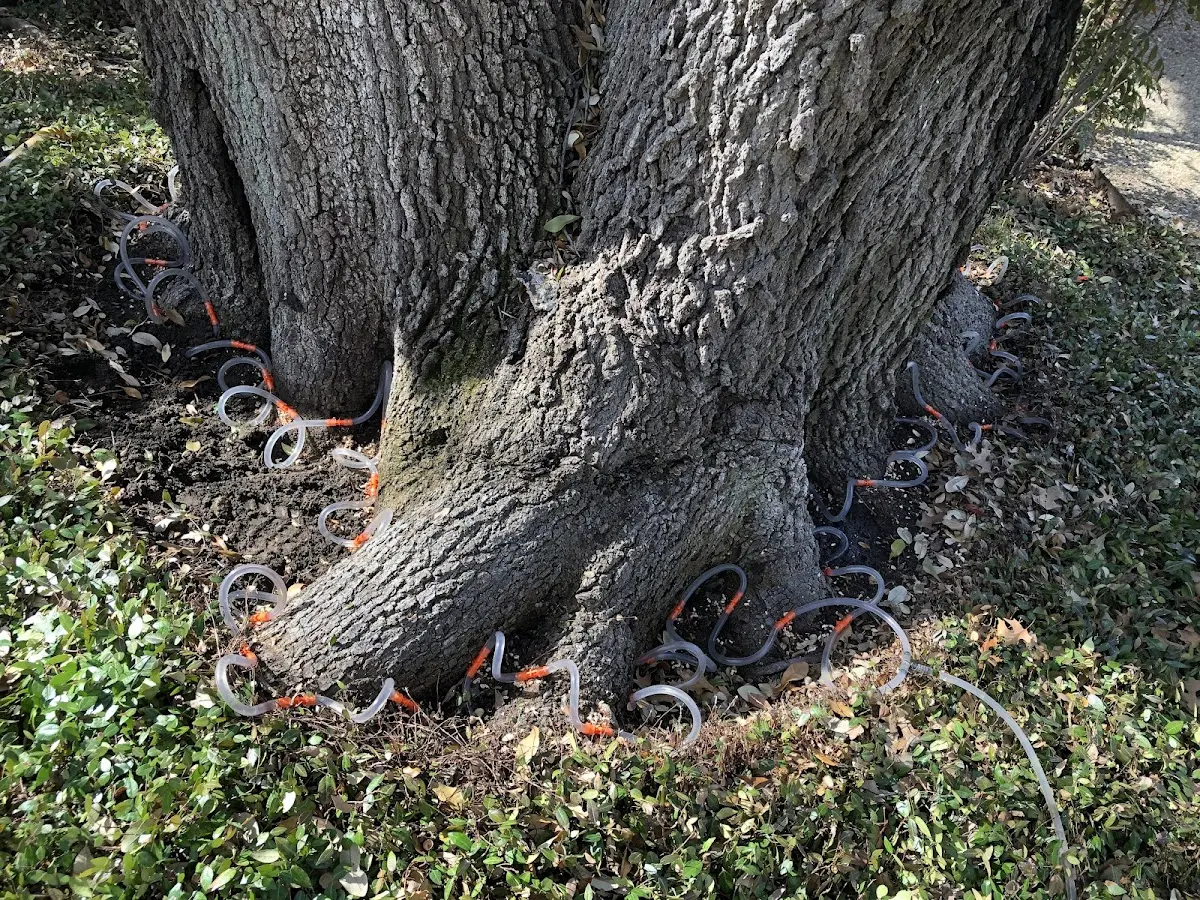 Detailed Tree Cabling and Bracing job site in Makinen
