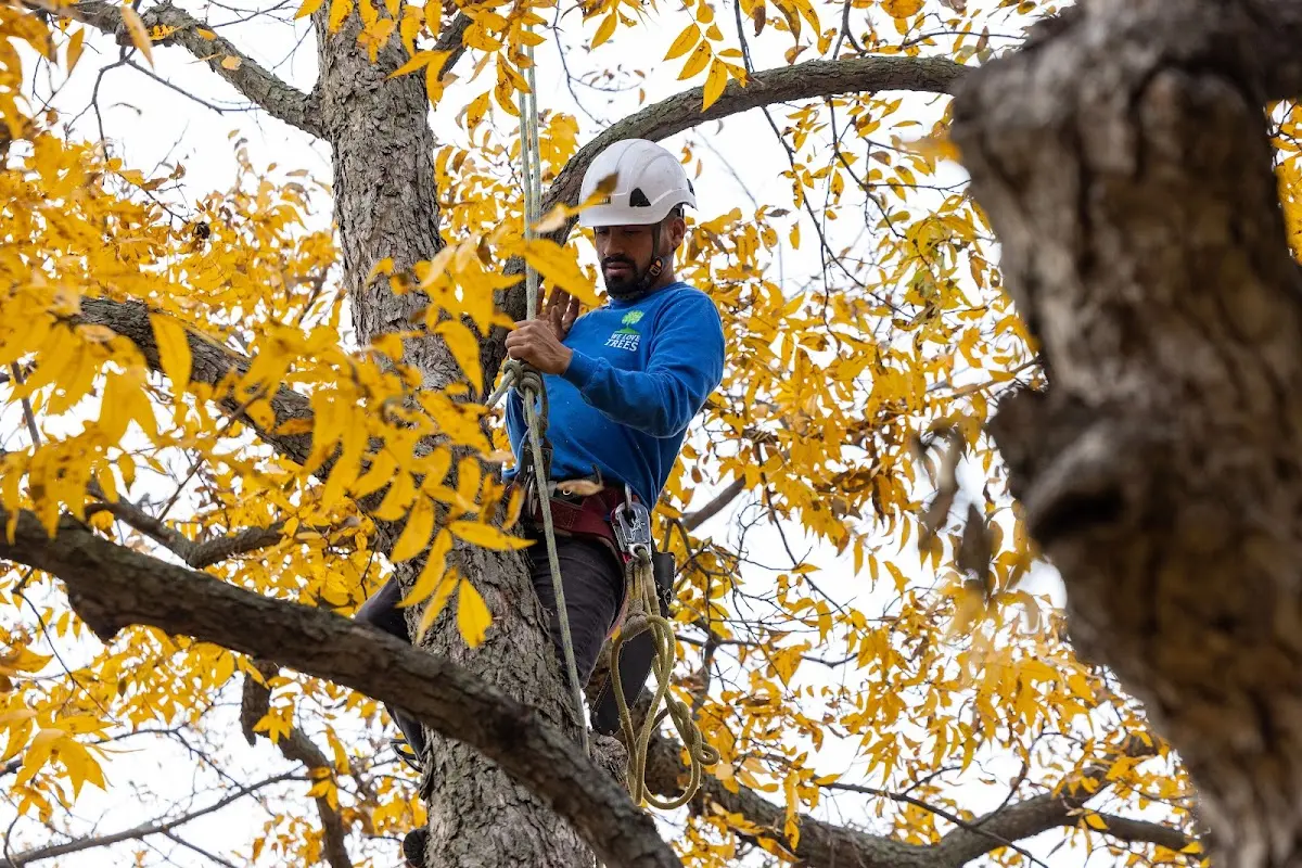 Skilled Tree Transplanting crew working in Makinen
